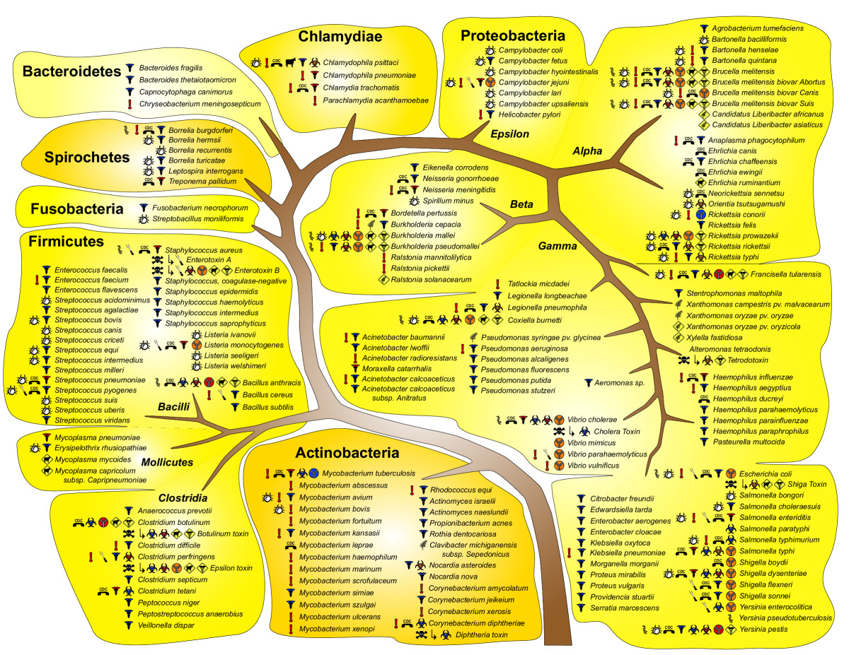 Bacteria Taxonomy Chart